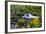 Fall Leaves Along Gorton Creek in the Columbia Gorge, Oregon-Chuck Haney-Framed Photographic Print