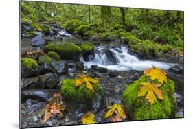 Fall Leaves Along Gorton Creek in the Columbia Gorge, Oregon-Chuck Haney-Mounted Photographic Print