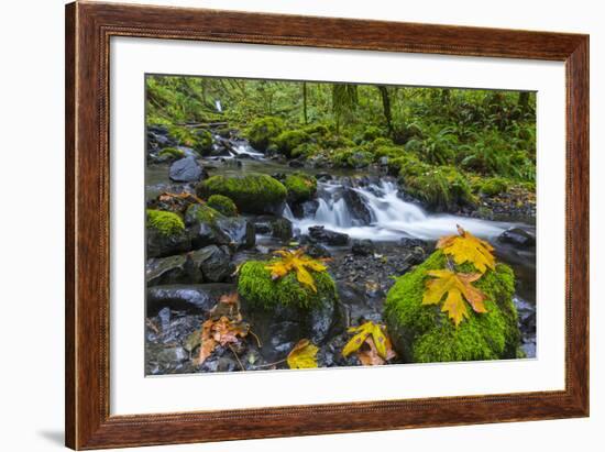 Fall Leaves Along Gorton Creek in the Columbia Gorge, Oregon-Chuck Haney-Framed Photographic Print