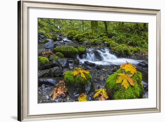 Fall Leaves Along Gorton Creek in the Columbia Gorge, Oregon-Chuck Haney-Framed Photographic Print