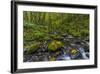 Fall Leaves Along Gorton Creek in the Columbia Gorge, Oregon-Chuck Haney-Framed Photographic Print
