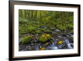 Fall Leaves Along Gorton Creek in the Columbia Gorge, Oregon-Chuck Haney-Framed Photographic Print