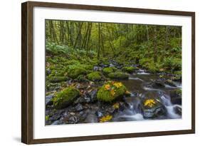 Fall Leaves Along Gorton Creek in the Columbia Gorge, Oregon-Chuck Haney-Framed Photographic Print