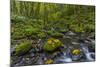 Fall Leaves Along Gorton Creek in the Columbia Gorge, Oregon-Chuck Haney-Mounted Photographic Print