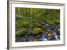 Fall Leaves Along Gorton Creek in the Columbia Gorge, Oregon-Chuck Haney-Framed Photographic Print