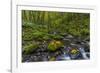 Fall Leaves Along Gorton Creek in the Columbia Gorge, Oregon-Chuck Haney-Framed Photographic Print