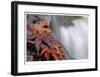 Fall Leaves and Stream-Donald Paulson-Framed Giclee Print