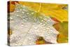 Fall Leaves Covered in Water Droplets-Craig Tuttle-Stretched Canvas