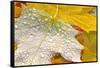 Fall Leaves Covered in Water Droplets-Craig Tuttle-Framed Stretched Canvas