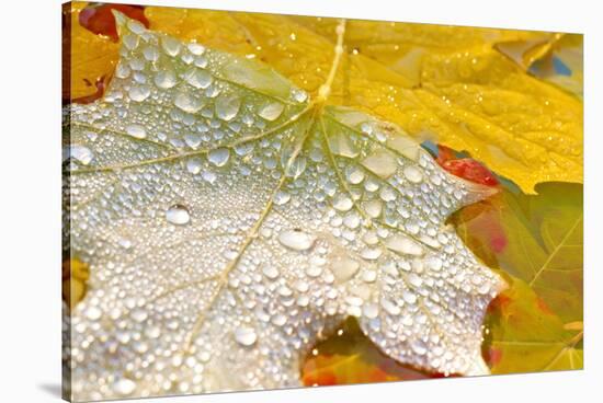 Fall Leaves Covered in Water Droplets-Craig Tuttle-Stretched Canvas