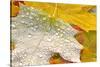 Fall Leaves Covered in Water Droplets-Craig Tuttle-Stretched Canvas