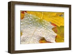 Fall Leaves Covered in Water Droplets-Craig Tuttle-Framed Photographic Print