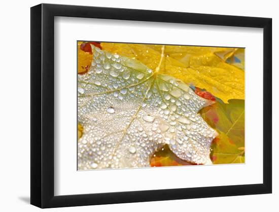 Fall Leaves Covered in Water Droplets-Craig Tuttle-Framed Photographic Print