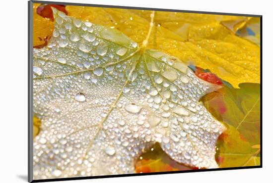 Fall Leaves Covered in Water Droplets-Craig Tuttle-Mounted Photographic Print