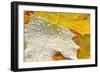 Fall Leaves Covered in Water Droplets-Craig Tuttle-Framed Photographic Print