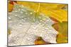 Fall Leaves Covered in Water Droplets-Craig Tuttle-Mounted Photographic Print