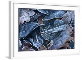 Fall Leaves, Hoarfrost-Brigitte Protzel-Framed Photographic Print