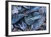 Fall Leaves, Hoarfrost-Brigitte Protzel-Framed Photographic Print