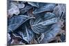 Fall Leaves, Hoarfrost-Brigitte Protzel-Mounted Photographic Print