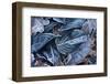 Fall Leaves, Hoarfrost-Brigitte Protzel-Framed Photographic Print