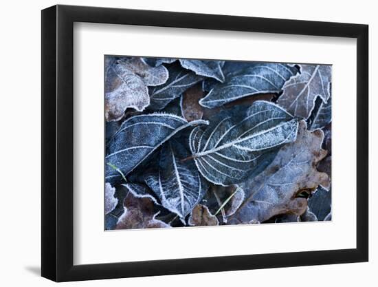 Fall Leaves, Hoarfrost-Brigitte Protzel-Framed Photographic Print