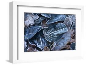 Fall Leaves, Hoarfrost-Brigitte Protzel-Framed Photographic Print