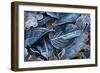 Fall Leaves, Hoarfrost-Brigitte Protzel-Framed Photographic Print