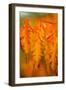 Fall Leaves I-Erin Berzel-Framed Premium Photographic Print