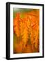 Fall Leaves I-Erin Berzel-Framed Premium Photographic Print