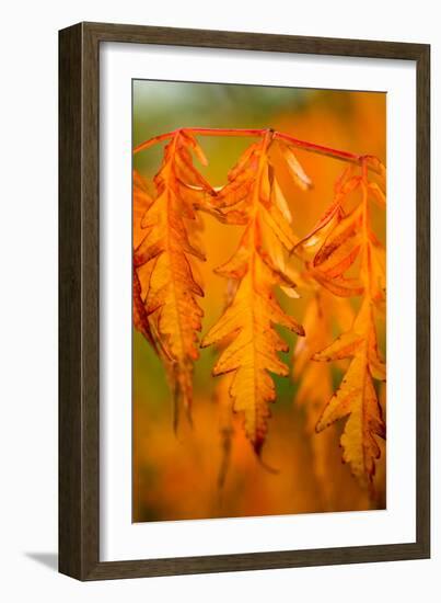 Fall Leaves I-Erin Berzel-Framed Photographic Print