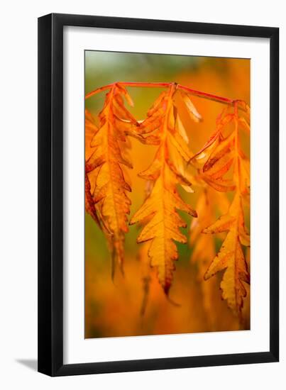 Fall Leaves I-Erin Berzel-Framed Photographic Print