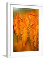 Fall Leaves I-Erin Berzel-Framed Photographic Print