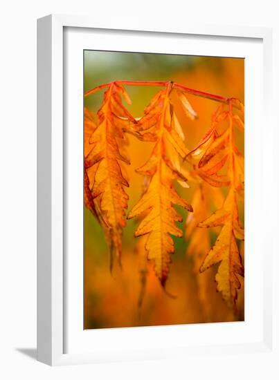 Fall Leaves I-Erin Berzel-Framed Photographic Print