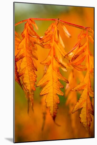 Fall Leaves I-Erin Berzel-Mounted Photographic Print