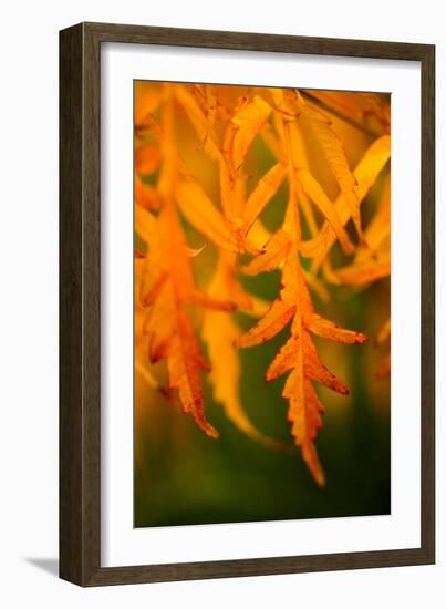 Fall Leaves II-Erin Berzel-Framed Photographic Print