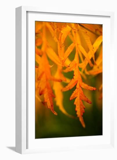 Fall Leaves II-Erin Berzel-Framed Photographic Print