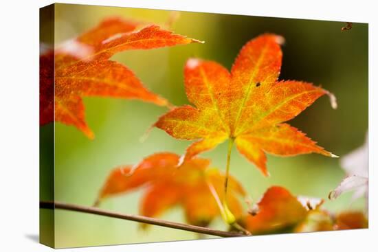 Fall Leaves III-Erin Berzel-Stretched Canvas