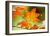 Fall Leaves III-Erin Berzel-Framed Premium Photographic Print