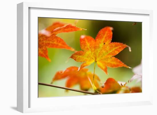 Fall Leaves III-Erin Berzel-Framed Premium Photographic Print
