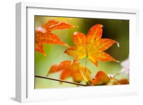 Fall Leaves III-Erin Berzel-Framed Premium Photographic Print