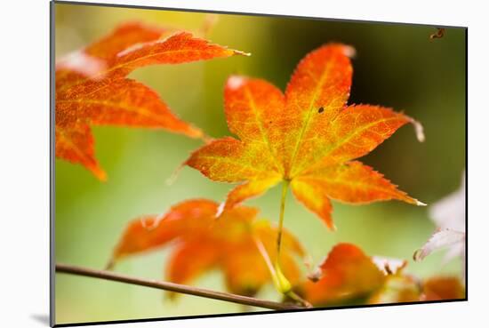 Fall Leaves III-Erin Berzel-Mounted Premium Photographic Print