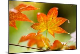 Fall Leaves III-Erin Berzel-Mounted Premium Photographic Print