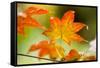 Fall Leaves III-Erin Berzel-Framed Stretched Canvas