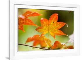 Fall Leaves III-Erin Berzel-Framed Photographic Print