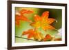 Fall Leaves III-Erin Berzel-Framed Photographic Print