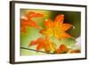 Fall Leaves III-Erin Berzel-Framed Photographic Print