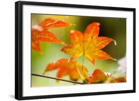 Fall Leaves III-Erin Berzel-Framed Photographic Print