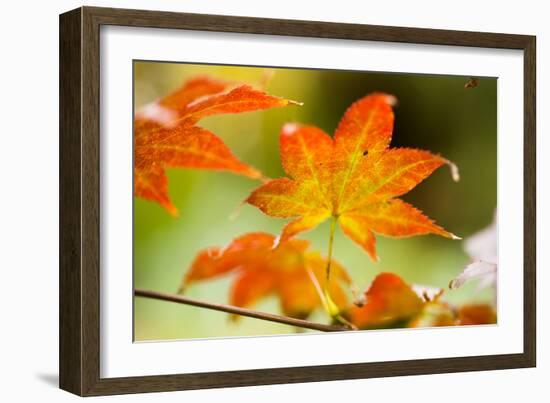 Fall Leaves III-Erin Berzel-Framed Photographic Print