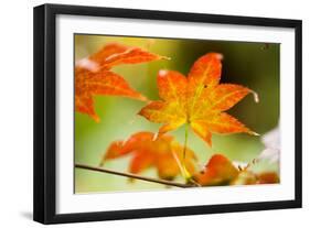 Fall Leaves III-Erin Berzel-Framed Photographic Print