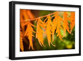 Fall Leaves IV-Erin Berzel-Framed Photographic Print